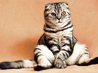 diabète chez le chat